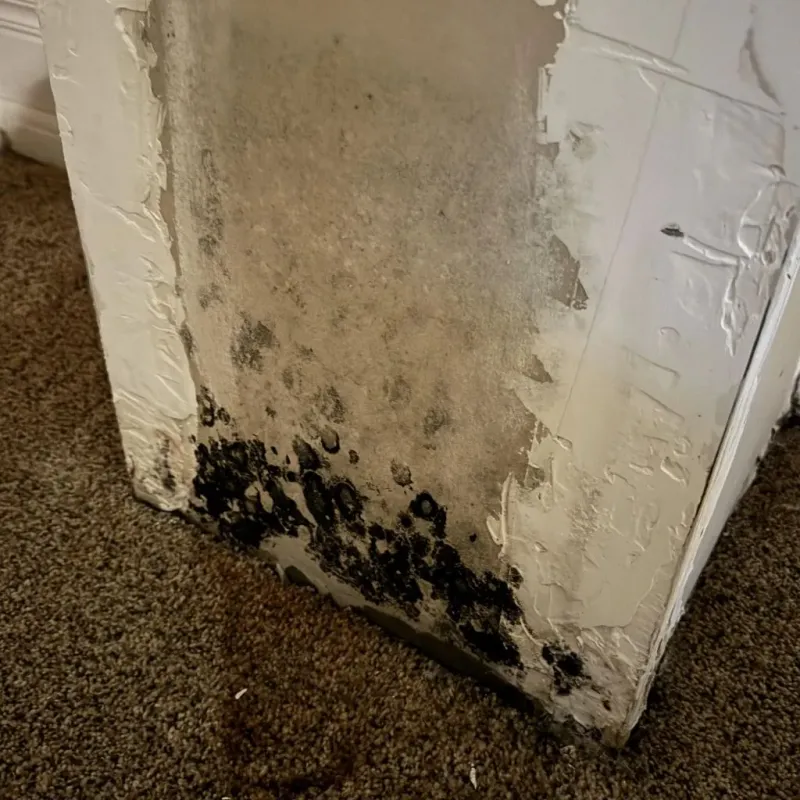 Professional Mold Removal in Morton County, ND